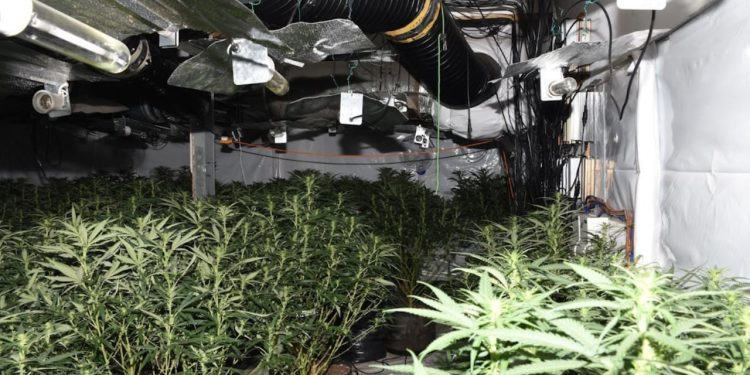 Të arrestuarit dhe fotot/ Policia e Britanisë se Madhe konfiskon 230 bimë kanabis nga katër shqiptarë ndanë një operacioni të suksesshëm.