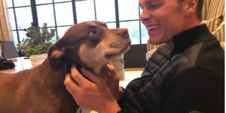 Tom Brady krijon klonin e qenushes së tij Lua: Kritikat shpërthejnë për dallimet mes tyre…