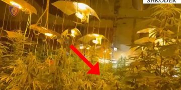 Tre të arrestuar në Shkodër për kultivim të bimëve narkotike në ambiente të mbyllura