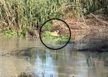 Vijojnë prurjet në lumin Vjosa, qeni në rrezik mbytjeje, kërkohet ndihmë me mjete lundruese për shpëtim.