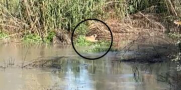 Vijojnë prurjet në lumin Vjosa, qeni në rrezik mbytjeje, kërkohet ndihmë me mjete lundruese për shpëtim.