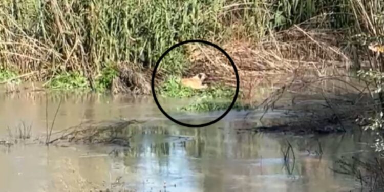 Vijojnë prurjet në lumin Vjosa, qeni në rrezik mbytjeje, kërkohet ndihmë me mjete lundruese për shpëtim.