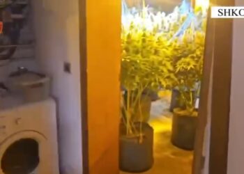 Arrestohet 22-vjeçari dhe një punonjës i OSHEE, për kultivim bimësh narkotike në Velipojë