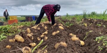 Blerjet në bujqësi pa një plan të qartë/ Qeveria alokuan 2 miliardë lekë për fundvitin, specialistët: Jo të mjaftueshme