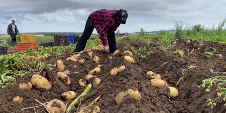 Blerjet në bujqësi pa një plan të qartë/ Qeveria alokuan 2 miliardë lekë për fundvitin, specialistët: Jo të mjaftueshme