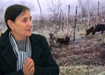 Fiks Fare: Ligji shtetëror apo ai lokal? Kryeplaku lejojë lirimin e bagëtive, çka rezulton në shkatërrimin e pronave të banorëve.