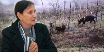 Fiks Fare: Ligji shtetëror apo ai lokal? Kryeplaku lejojë lirimin e bagëtive, çka rezulton në shkatërrimin e pronave të banorëve.