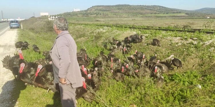 “Gjel grek” për festat: ulja e çmimeve nga importi dëmton fermerët në Lushnjë
