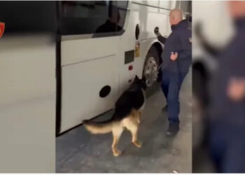 Drogë, bizhuteri dhe mijëra euro, pranga shoferit të autobusit në Portin e Durrësit