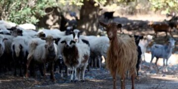 Kosova anullon kufizimet për importin e bagëtive nga Shqipëria, sipas Agjencisë së Veterinarisë, sëmundjet nuk janë më të pranishme.