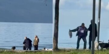 Ngjarje e pazakontë në Vlorë: i moshuari goditet nga qentë endacakë