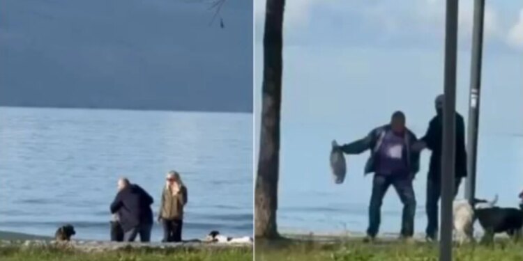 Ngjarje e pazakontë në Vlorë: i moshuari goditet nga qentë endacakë