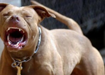 Ngjarje tragjike në Greqi: Qeni sulmon për vdekje një fëmijë 2-vjeçar shqiptar gjatë lojës në oborrin e shtëpisë