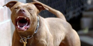 Ngjarje tragjike në Greqi: Qeni sulmon për vdekje një fëmijë 2-vjeçar shqiptar gjatë lojës në oborrin e shtëpisë