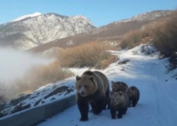Pamje të veçanta në Kolesjan të Kukësit: një banor takohet në rrugë me një arushë dhe tre këlyshët e saj.