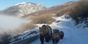 Pamje të veçanta në Kolesjan të Kukësit: një banor takohet në rrugë me një arushë dhe tre këlyshët e saj.