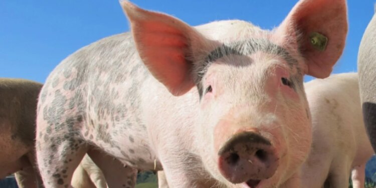 Pas tre dekadash, ‘ethet afrikane të derrave’ rikthehen në Spanjë, identifikohet shkaku i shpërthimit të virusit.