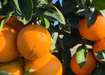 Portokallet bio në Myzeqe: Ekspert agrikulture angazhohet për kultivimin e agrumeve që përballojnë klimën dhe ndryshimet e çmimeve