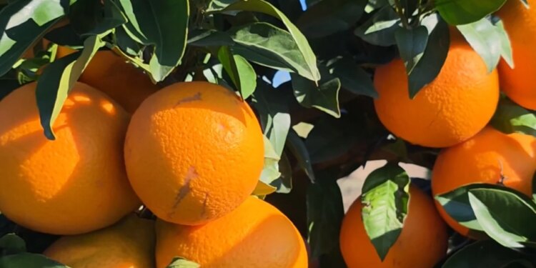 Portokallet bio në Myzeqe: Ekspert agrikulture angazhohet për kultivimin e agrumeve që përballojnë klimën dhe ndryshimet e çmimeve