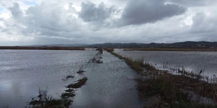 1200 hektarë tokë të përmbytur në Lushnjë dhe Divjakë/ Dëme të mëdha në bujqësi, blegtoria e rrezikuar