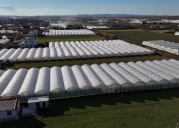 19:51

Fermerët e serave përballen me krizë/ Përmbytjet shkatërruan të mbjellat, pa mundësi për të paguar kredinë

Kjo do të ishte sera për të cilën çifti i fermerëve nga Samatica e Beratit do të ndiheshin krenarë. Megjithatë, në vend të prodhimeve, ata këtë herë morën baltën që solli Lumi Semanit.