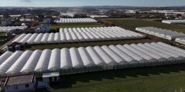 19:51

Fermerët e serave përballen me krizë/ Përmbytjet shkatërruan të mbjellat, pa mundësi për të paguar kredinë

Kjo do të ishte sera për të cilën çifti i fermerëve nga Samatica e Beratit do të ndiheshin krenarë. Megjithatë, në vend të prodhimeve, ata këtë herë morën baltën që solli Lumi Semanit.