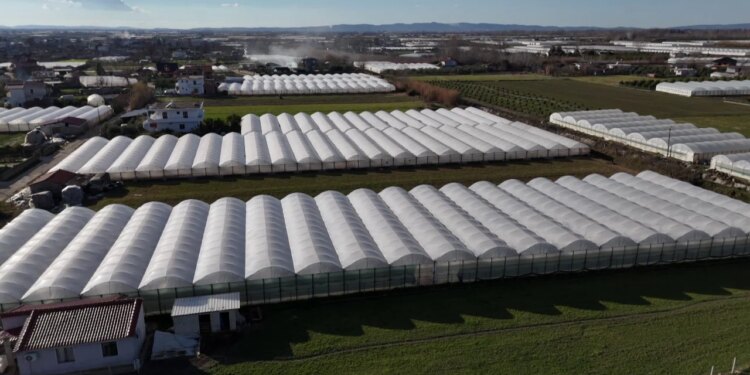 19:51

Fermerët e serave përballen me krizë/ Përmbytjet shkatërruan të mbjellat, pa mundësi për të paguar kredinë

Kjo do të ishte sera për të cilën çifti i fermerëve nga Samatica e Beratit do të ndiheshin krenarë. Megjithatë, në vend të prodhimeve, ata këtë herë morën baltën që solli Lumi Semanit.