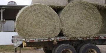 25-vjeçari në Itali humb jetën tragjikisht, duke u bllokuar në makinerinë e grirjes së kashtës.