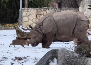 Davidi (dreri) përballet me Goliathin (rinocerontin) në një video nga një kopsht zoologjik polak që është bërë virale.