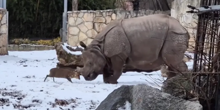 Davidi (dreri) përballet me Goliathin (rinocerontin) në një video nga një kopsht zoologjik polak që është bërë virale.