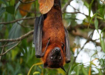 Kërcënim në Indi për virusin fatal të transmetuar nga lakuriqët, përpjekje për të parandaluar shpërthimin e një pandemie.