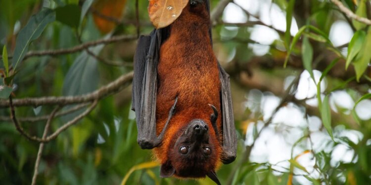 Kërcënim në Indi për virusin fatal të transmetuar nga lakuriqët, përpjekje për të parandaluar shpërthimin e një pandemie.