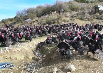 Kuçova: I moshuari denoncon mashtrimin për pulat dhe qindra kokrra vezë që i morën pa paguar asnjë lekë