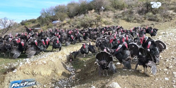 Kuçova: I moshuari denoncon mashtrimin për pulat dhe qindra kokrra vezë që i morën pa paguar asnjë lekë