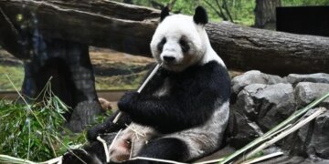 Lota dhe ndjenjat në Japoni: Pandat e fundit nisen për në Kinë në një atmosferë tensioni politik.