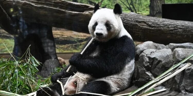 Lota dhe ndjenjat në Japoni: Pandat e fundit nisen për në Kinë në një atmosferë tensioni politik.