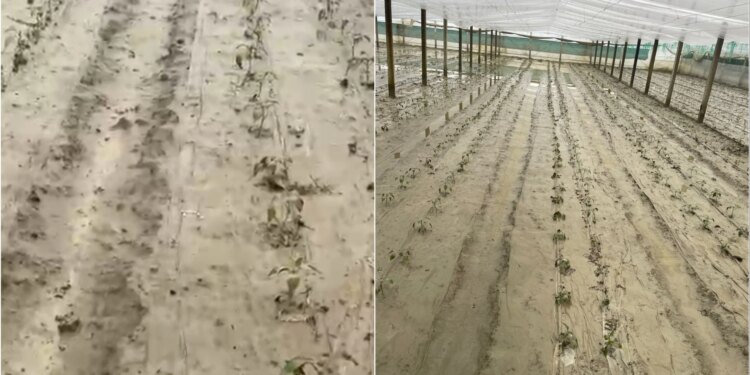 Lumi Osum del nga shtrati, përmbyt serat në Dimal; fermerët: Kemi investuar dy milionë lekë vetëm për fidanët dhe kërkojmë ndihmë nga shteti.