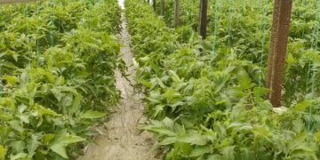 Lumi shkakton përmbytje, dëme të mëdha në fshatrat e Kuçovës nga vërshimi i Vjosës/ Fermerët: Do të falimentojmë nëse nuk marrim ndihmë