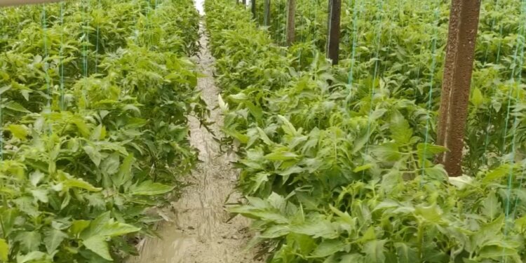 Lumi shkakton përmbytje, dëme të mëdha në fshatrat e Kuçovës nga vërshimi i Vjosës/ Fermerët: Do të falimentojmë nëse nuk marrim ndihmë