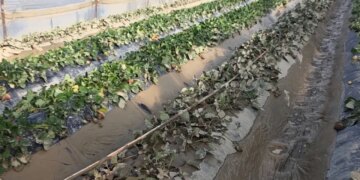 Pasojat e përmbytjeve: Uji i Vjosës tërhiqet, zbulohet dëm i mbjelljeve në Fier.