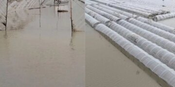 Përmbytjet në Fier shkaktojnë dëme për fermerët, niveli i ujit në sera arrin në 2 metra; kultivuesit kërkojnë ndihmë: Rrezikojnë falimentimin.