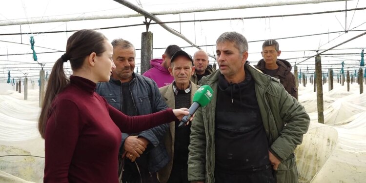 Përmbytjet shkatërrojnë serat, fermerët në Fier kërkojnë kompensim për dëmet e shkaktuara nga lumi Seman.