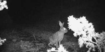 Rritet numri i kafshëve në parkun e Shebenikut, kamerat kurth dokumentojnë biodiversitetin e jetës së egër në pyje.