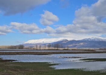 Sovjani i përmbytur në Maliq, dëmet në kulturat e grurit dhe misrit janë të mëdha.