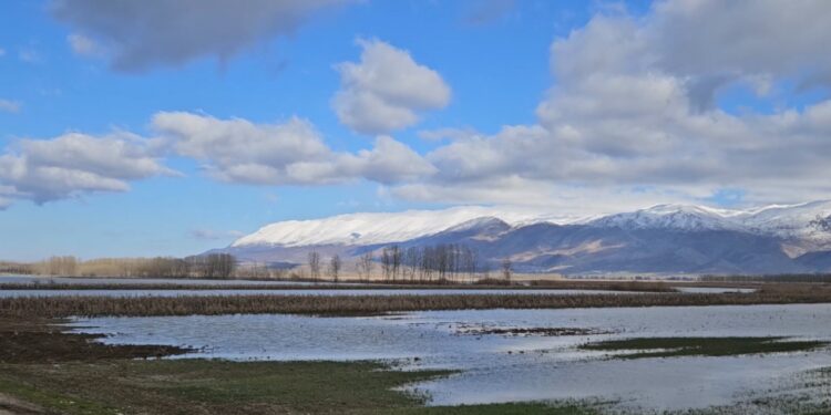 Sovjani i përmbytur në Maliq, dëmet në kulturat e grurit dhe misrit janë të mëdha.