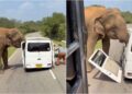 Video/ Momente alarmante, elefanti godet minifurgonin e mbushur me turistë, shkatërron dyert e tij
