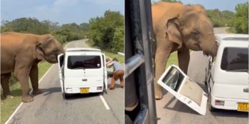 Video/ Momente alarmante, elefanti godet minifurgonin e mbushur me turistë, shkatërron dyert e tij