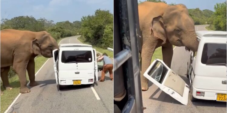 Video/ Momente alarmante, elefanti godet minifurgonin e mbushur me turistë, shkatërron dyert e tij