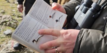 Zogjtë regjistrohen: Në liqenet e Prespës rritet numri i shpendëve të rrallë, do të realizohet edhe një numërim në Ohër.