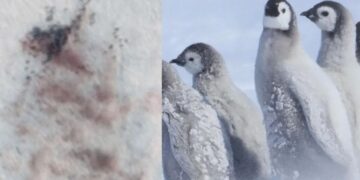 Alarm në Antarktidë: Mijëra pinguinë perandorë rrezikojnë të ngrihen për shkak të humbjes së akullit.